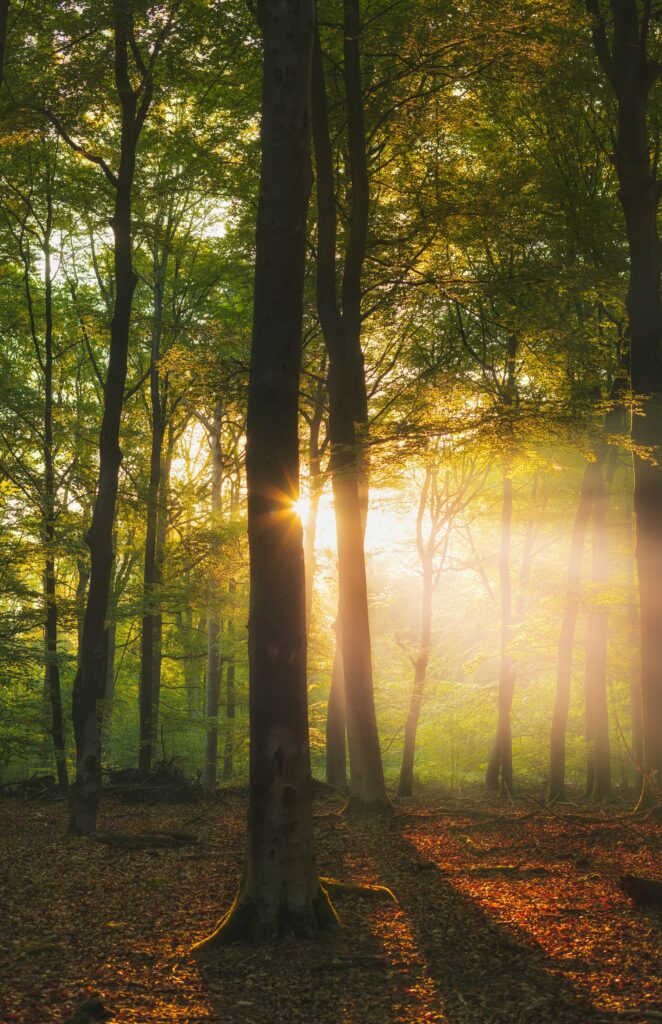 Golden sunlight filters through tall forest trees illuminating misty air and fallen leaves Wallpaper