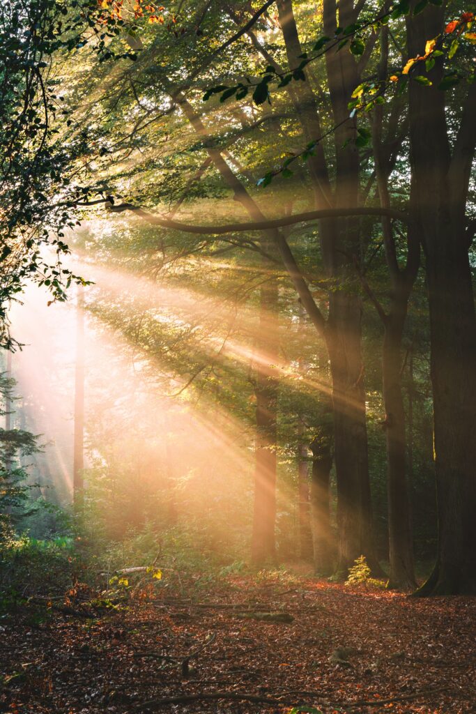 Golden sunlight streaming through tall forest trees over lush misty landscape at sunrise wallpaper