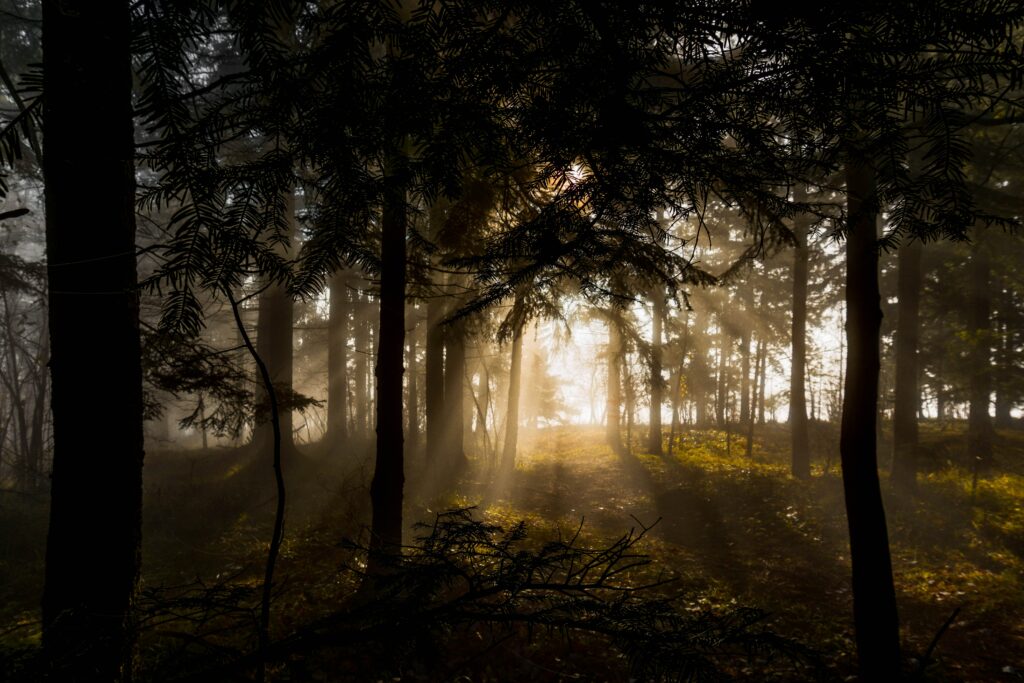 Sunlight filtering through dense forest trees with golden rays and shadows on leafy ground Wallpaper