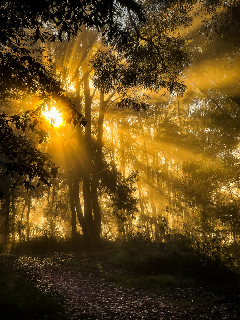 Golden sunlight through dense forest trees casting shadows and warm mist at sunset pathway Wallpaper