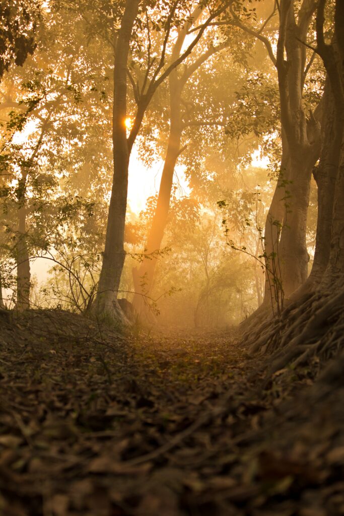 Golden sunlight filters through misty forest trees onto a warm leaf-covered path in autumn Wallpaper