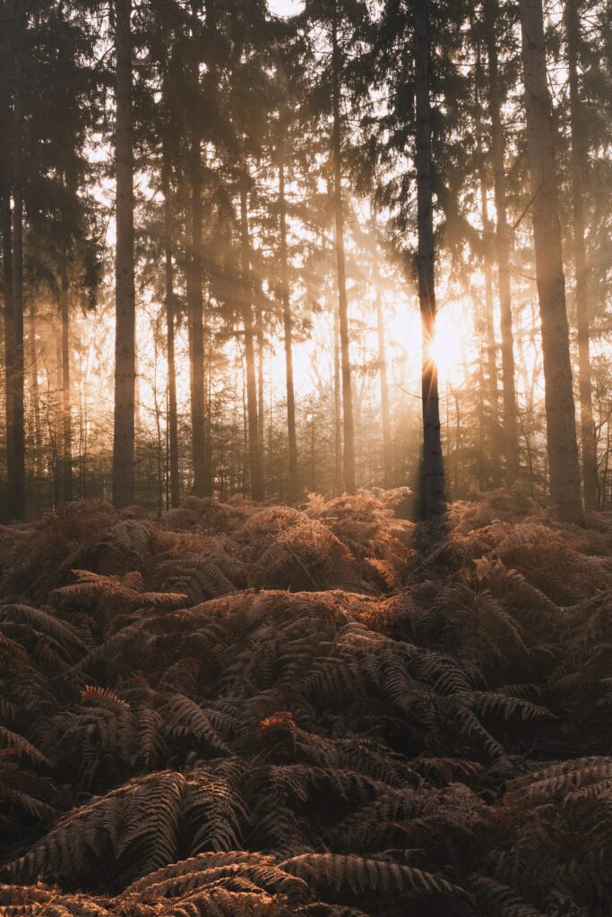 Sunlight filtering through tall forest trees onto lush green ferns in a peaceful woodland scene Wallpaper