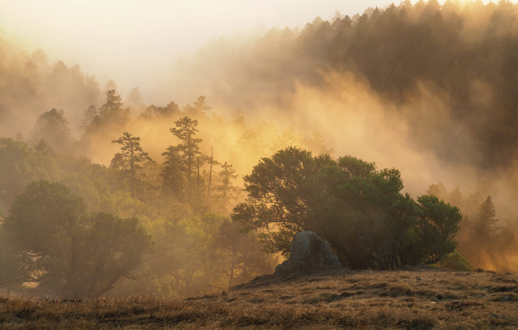 Golden sunlight filters misty forest trees casting warm rays on serene green forest floor wallpaper background