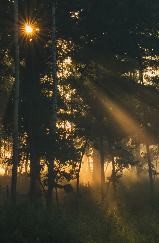Golden sunlight beams through misty forest trees casting dramatic light and shadow rays wallpaper