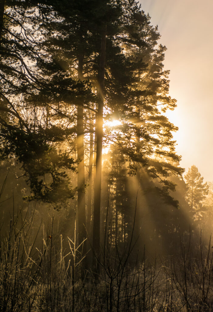 Golden sunlight filters through tall forest trees creating misty morning rays in a serene woodland Wallpaper