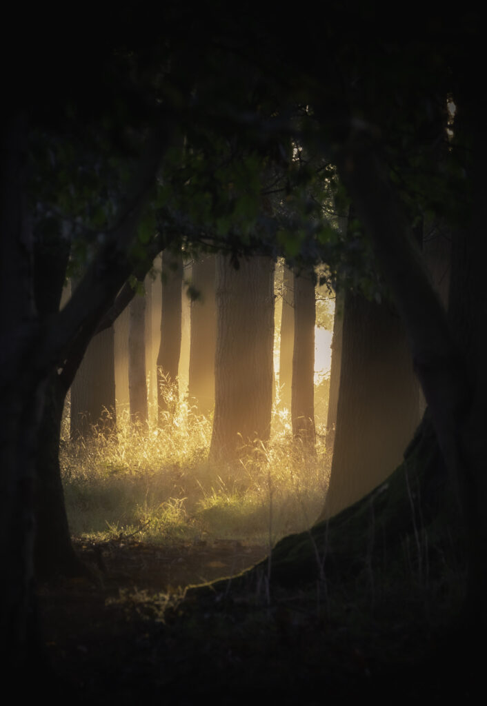 Sunlight filters through tall forest trees illuminating mist and foggy undergrowth with golden rays Wallpaper
