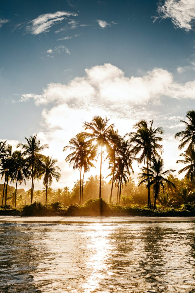 Golden sunlight through tall palm trees reflects on calm tropical water in serene paradise Wallpaper
