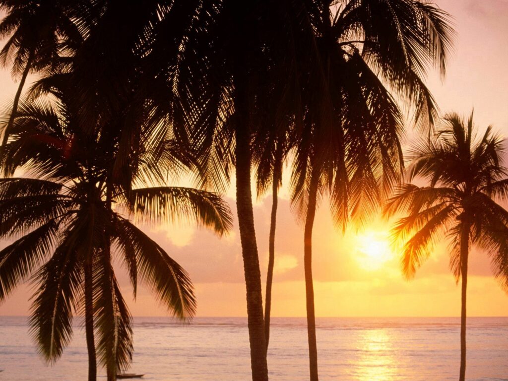 Golden sunlight through palm trees on serene beach with calm sea soft shadows tropical paradise Wallpaper