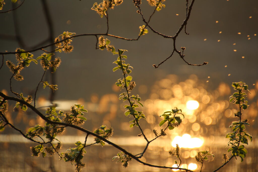 Sunlight through spring leaves and buds with warm golden glow and soft bokeh background Wallpaper
