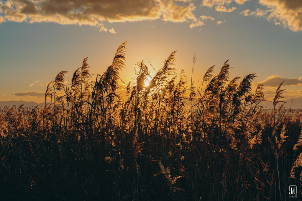 Golden sunlight through tall dry grass swaying gently with warm natural glow and dramatic shadows Wallpaper