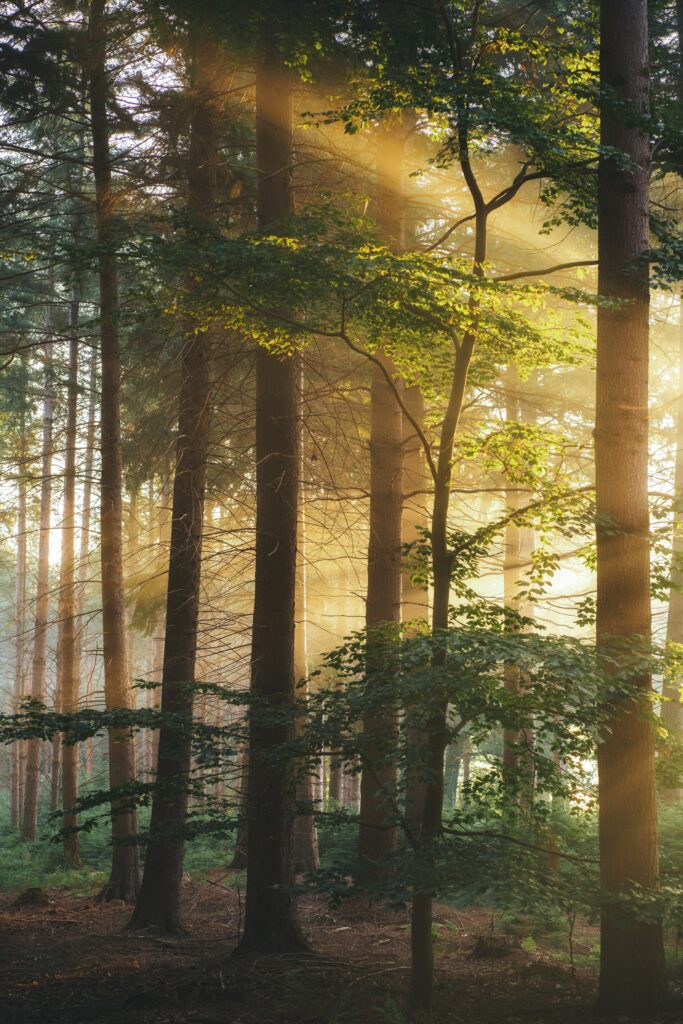 Golden sunlight streaming through tall forest trees with lush green leaves creating peaceful rays Wallpaper