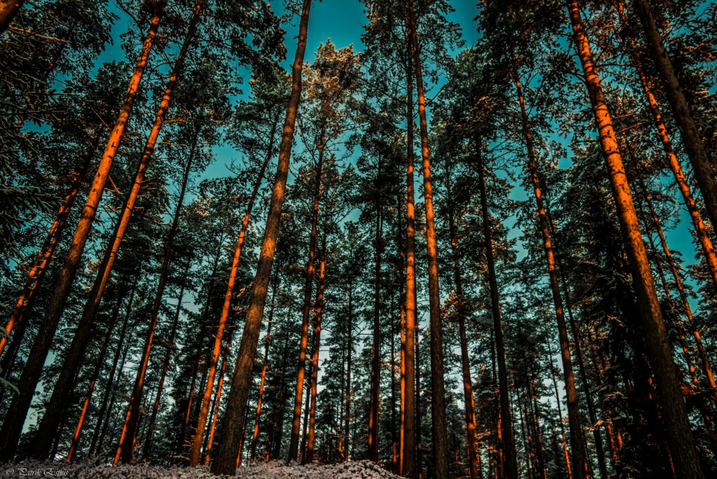 Dense forest wallpaper with golden sunlight shadows vibrant green trees and blue sky background