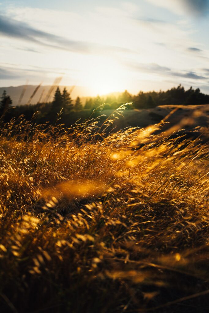 Golden sunlight filters through tall grass in a peaceful field with distant trees background Wallpaper