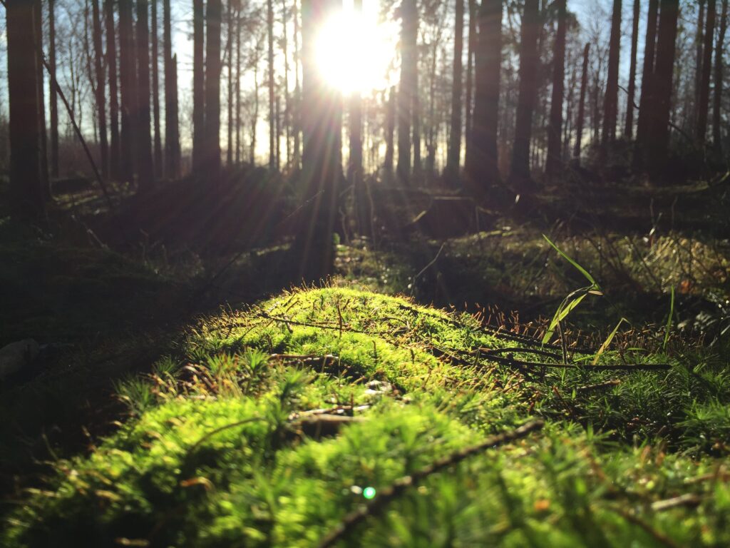 Sunlight filtering through forest trees over vibrant green moss and grass in serene nature scene Wallpaper