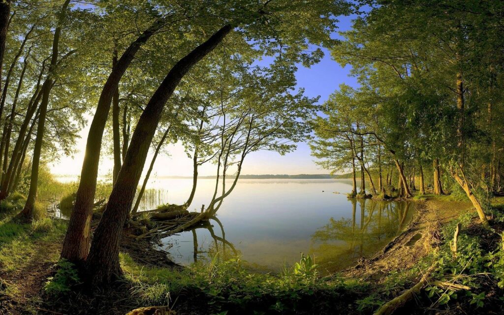 Serene coastal forest with tall trees reflected on lake under golden sunlight peaceful wallpaper