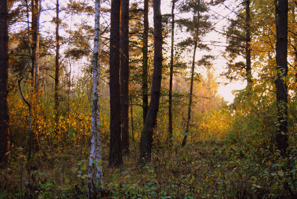 Sunlight filtering through tall trees in serene forest with green grass and warm golden glow Wallpaper
