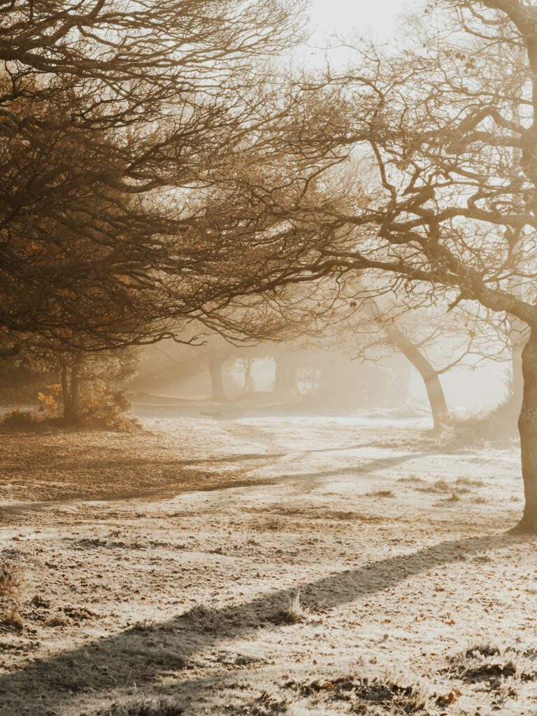 Serene park with tall trees casting shadows and golden sunlight streaming through branches wallpaper