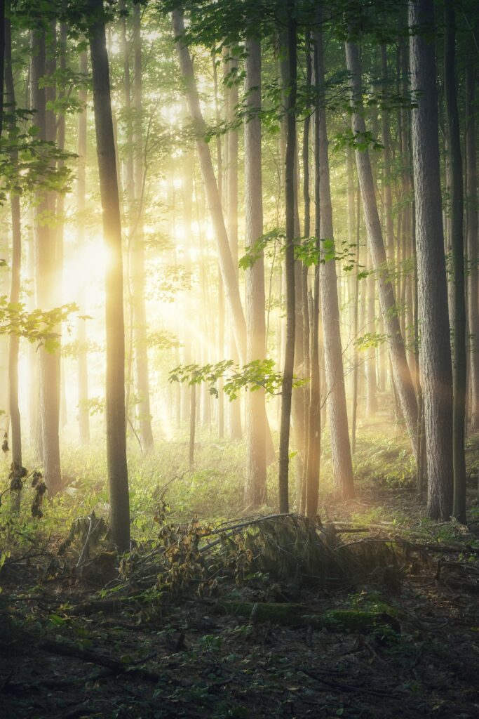 Sunlight streaming through tall trees in a peaceful forest with green leaves and soft rays Wallpaper