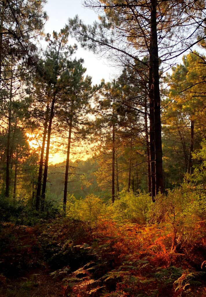 Sunlight streaming through tall forest trees illuminating lush green bushes and peaceful woodland Wallpaper