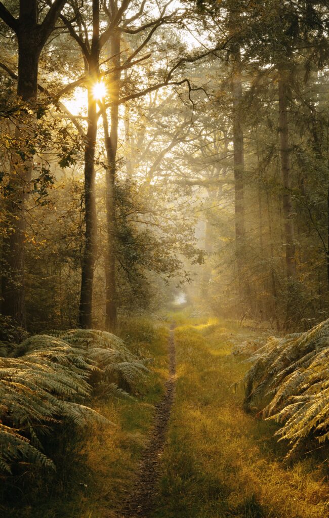 Sunlight streaming through tall trees over a lush forest path with green ferns and bushes Wallpaper
