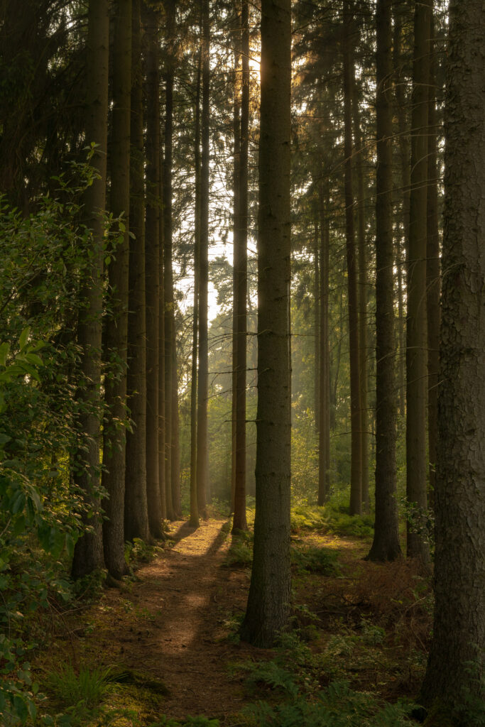 Sunlight filtering through tall trees on a forest trail with lush greenery and soft path Wallpaper