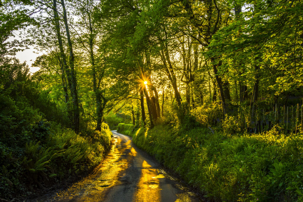 Golden sunlight filters through tall green trees lighting a winding forest path at sunrise Wallpaper