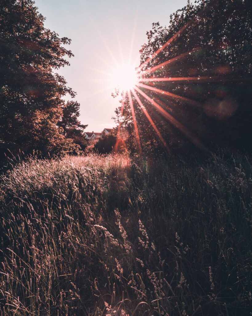 Golden sunlight filters through trees over a serene meadow with tall grass and soft pink hues Wallpaper