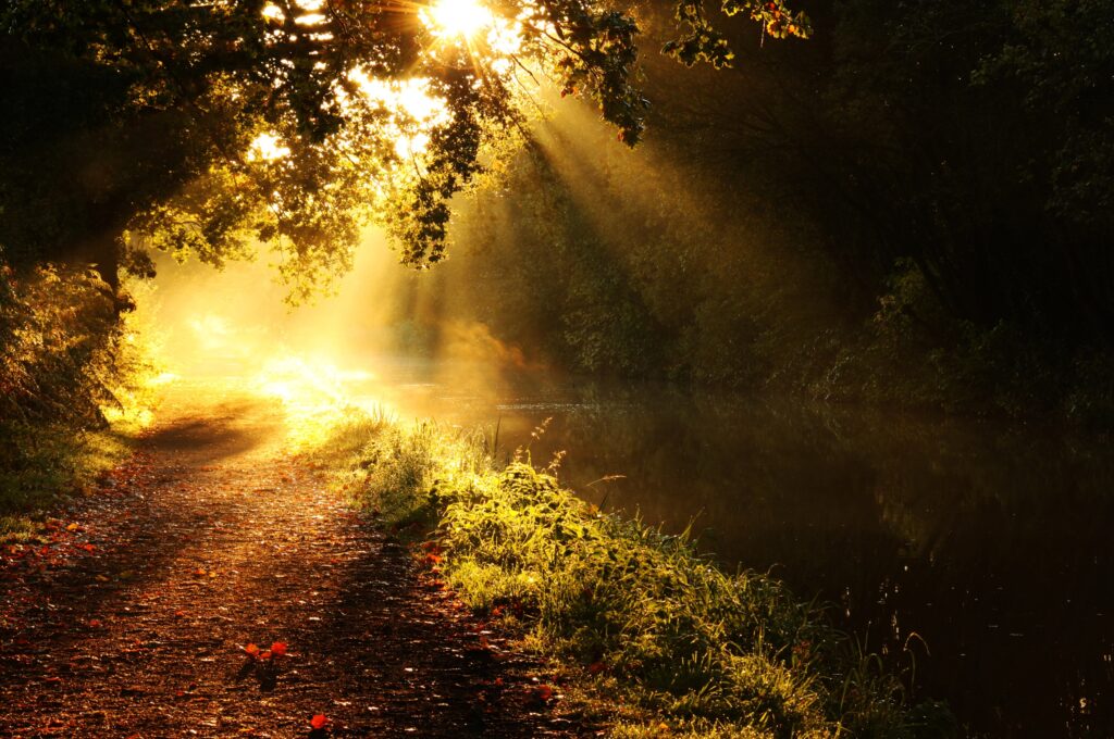 Golden sunlight through tree branches illuminates a peaceful riverside path with lush greenery Wallpaper