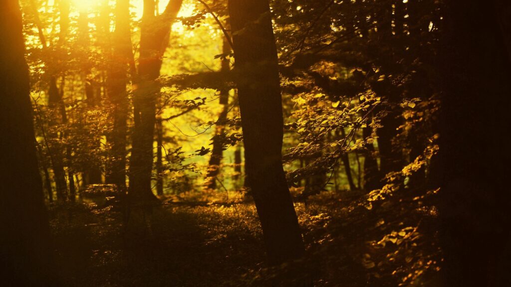 Golden sunlight filtering through forest trees with vibrant leaves and soft natural shadows Wallpaper