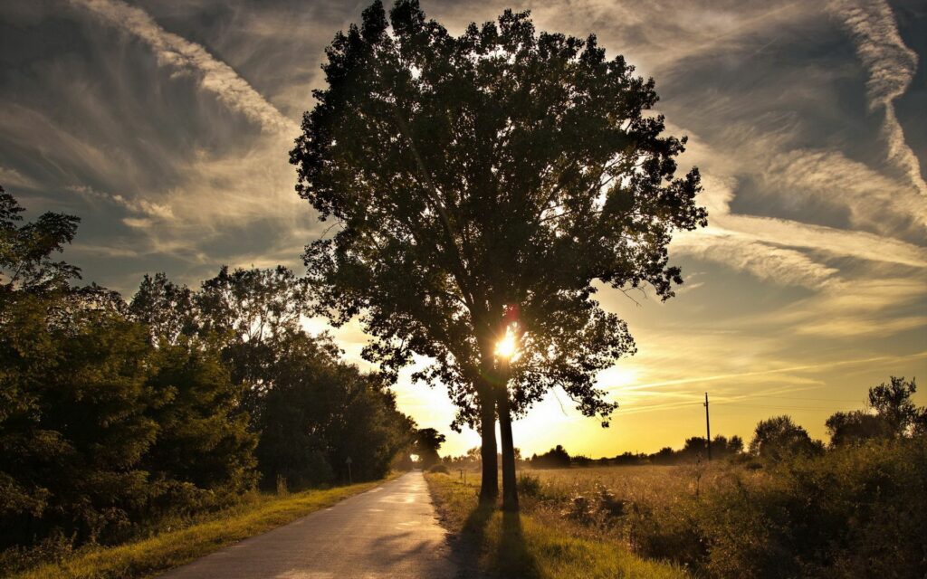 Golden sunlight filtering through tree branches on peaceful countryside trail at sunset sky Wallpaper