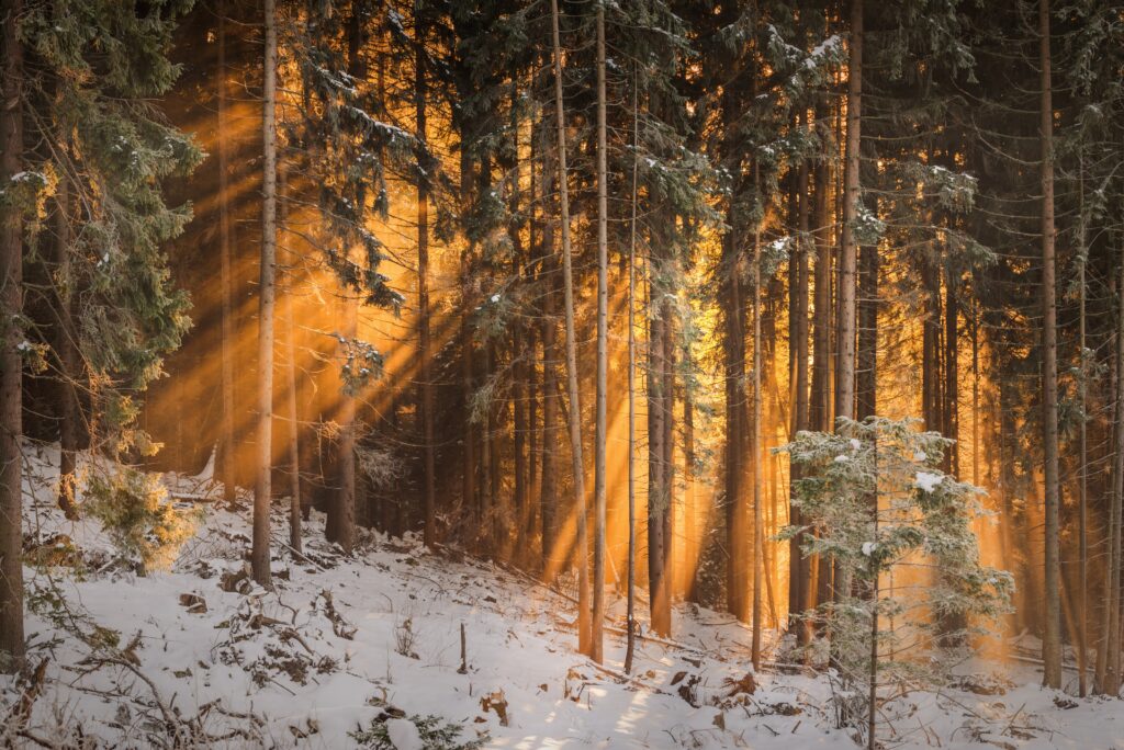 Sunlight streaming through tall winter trees casting golden rays on snowy forest ground wallpaper