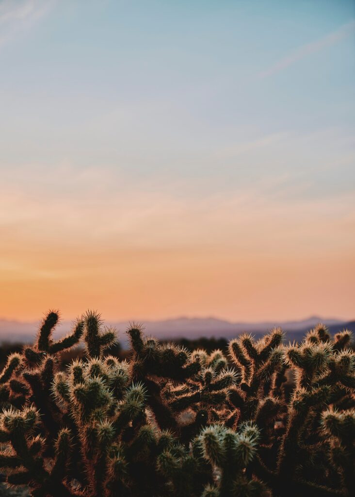 Golden sunlight on spiny cactus under vibrant sunset sky in Joshua Tree National Park desert Wallpaper