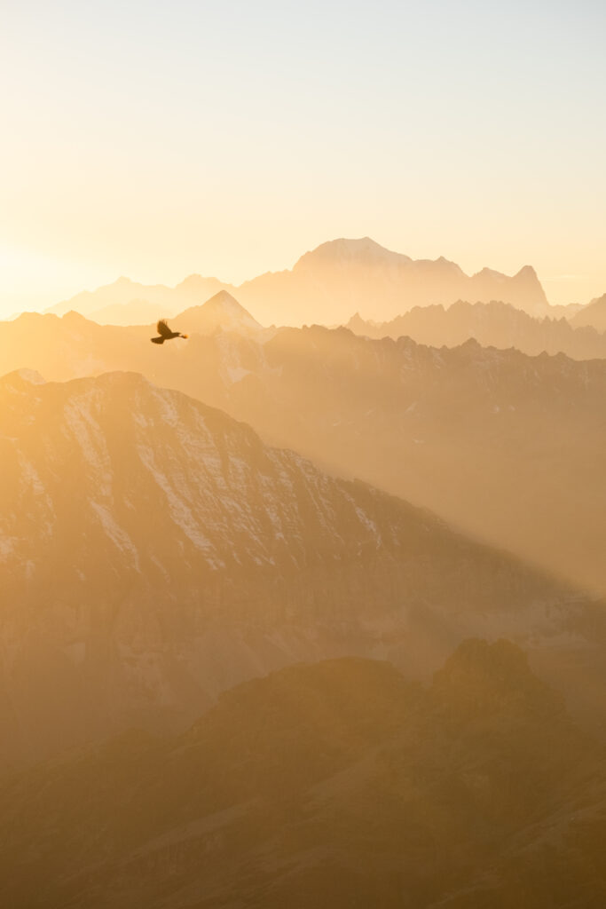 Single bird flying over misty mountains in golden sunlight serene nature wallpaper background