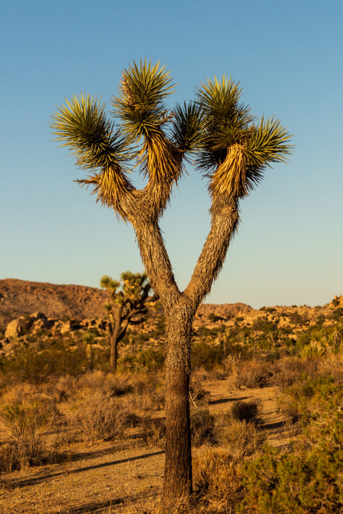 Tall cactus in sunlit desert with spiky needles rugged textures dry grasses and rocky hills background Wallpaper