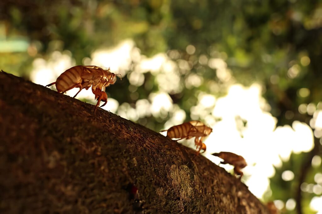 Close up of cicada shells on tree bark glowing in golden sunlight with blurred green forest background Wallpaper