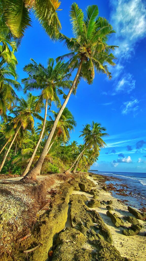 Vibrant tropical coastal wallpaper with tall palm trees rocky shore golden sunlight clear sky