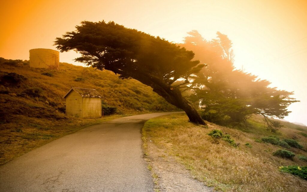 Inclined tree over curved asphalt road with golden sunlight grass and rustic buildings wallpaper background
