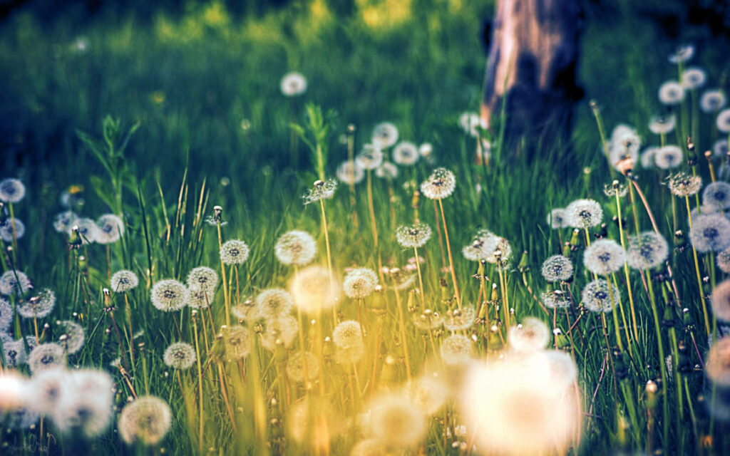 Serene field of dandelions in golden sunlight with vibrant green tones summer meadow wallpaper