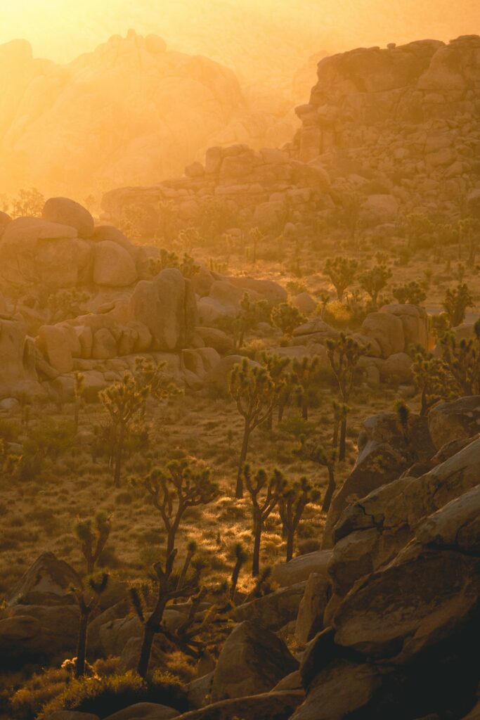 Golden sunlight on rugged desert rocks with trees casting long shadows at sunset wallpaper