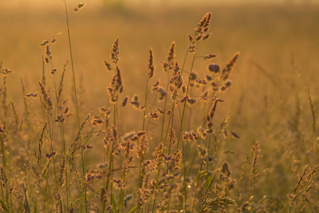 Sunlit tall dry grass field with warm golden tones soft focus calming natural wallpaper background