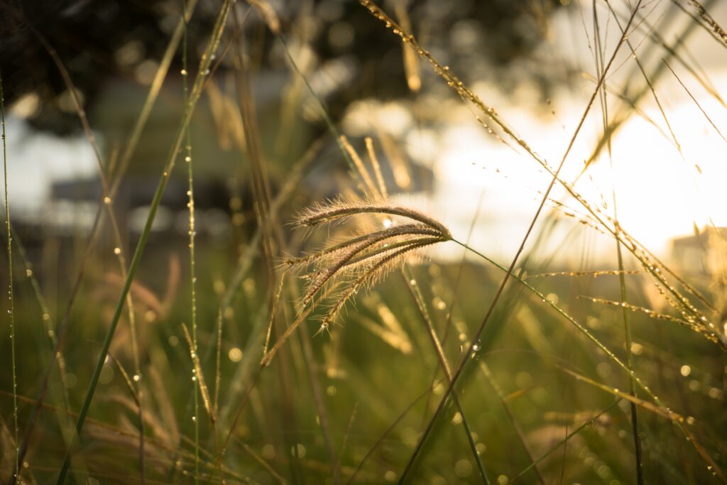 Close-up of delicate grass blades glowing in warm golden sunlight nature wallpaper background