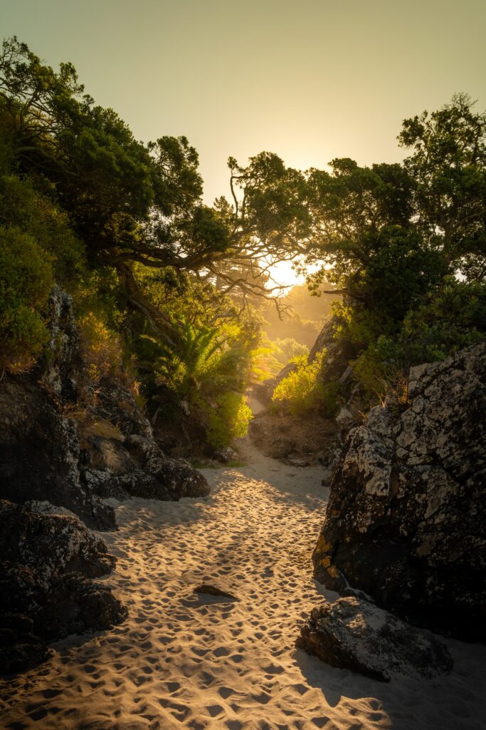 Serene island wallpaper with golden sunlight through trees casting shadows on sandy paths and rocks
