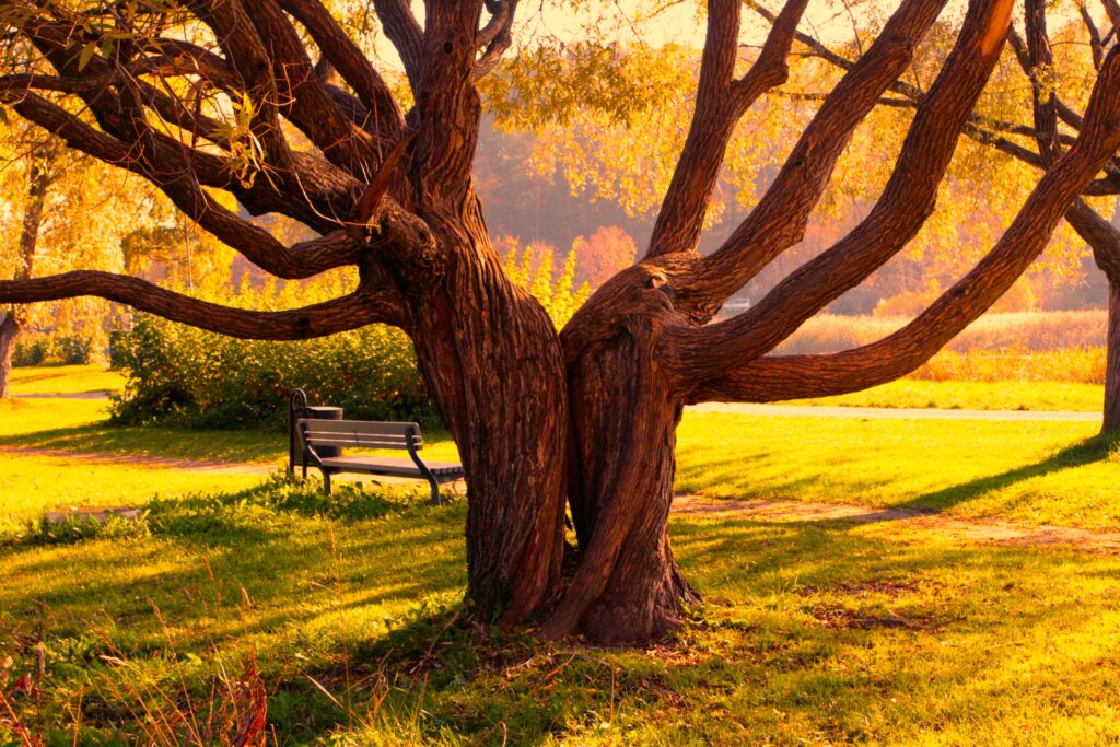 Large tree with textured trunk and shadows in sunlit park with peaceful bench wallpaper background