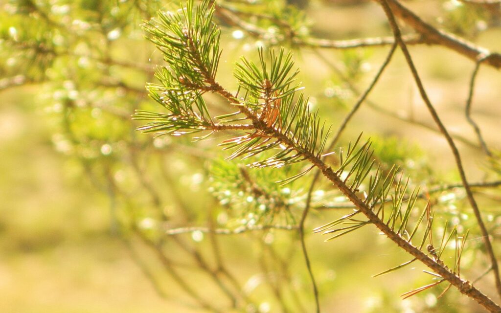 Close-up of pine branch with sharp needles in warm golden sunlight macro nature wallpaper background