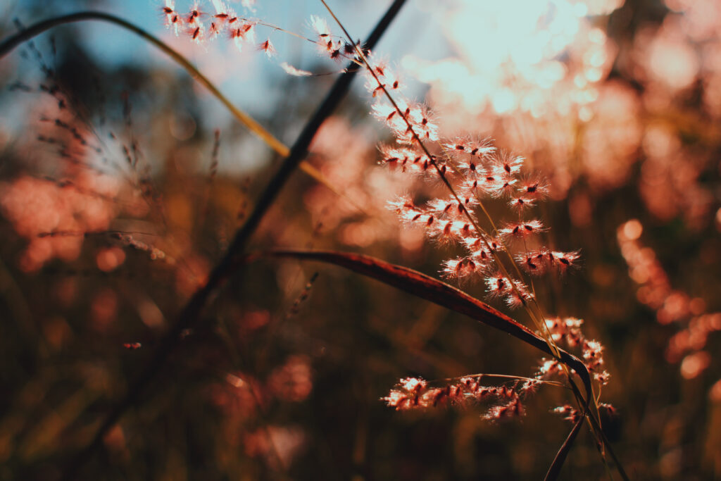 Delicate plant branches in warm golden light with sunlit grass and soft blurred background Wallpaper