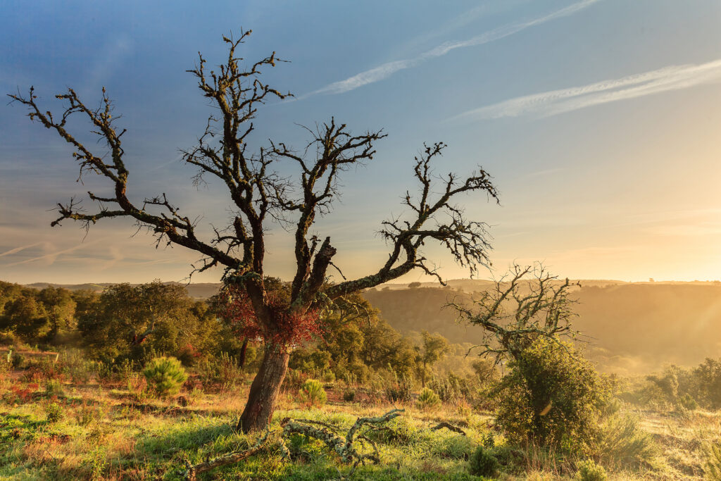 Serene rolling hills with shrubs and trees under golden sky against tranquil natural landscape background Wallpaper