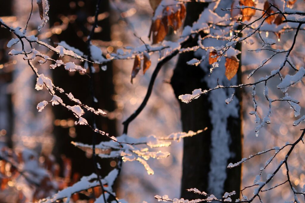 Snow-covered tree branches glowing with golden sunlight in a peaceful winter forest wallpaper