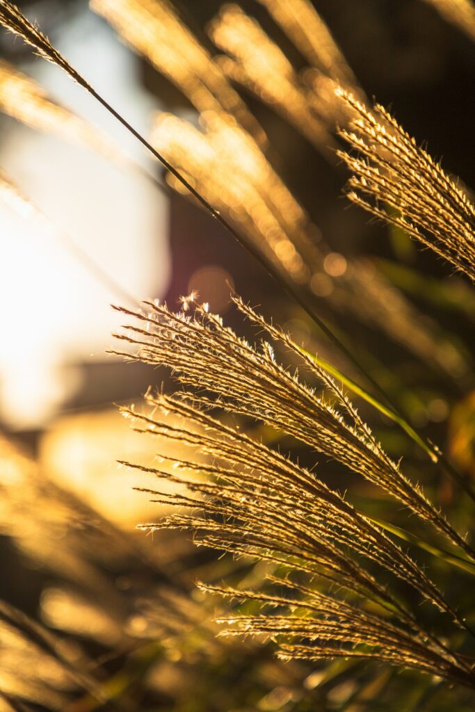 Close-up macro of tall grass ears in golden sunlight with soft focus natural wallpaper background