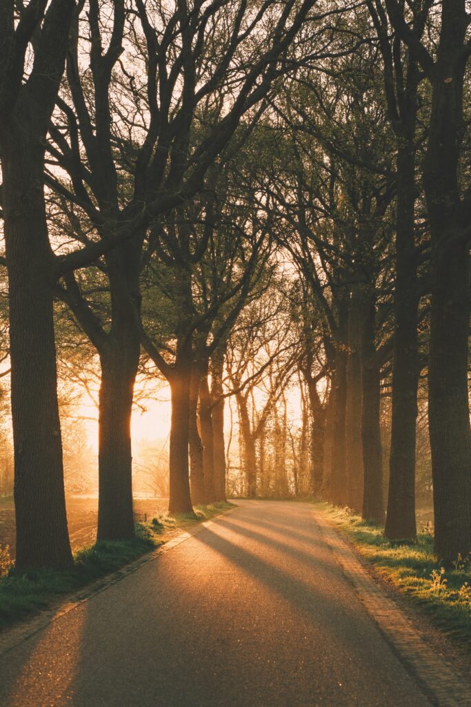 Peaceful tree-lined alley with golden sunlight filtering through branches serene wallpaper background