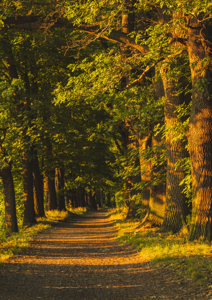 Tranquil alley with tall trees and golden sunlight casting long shadows in serene nature scene Wallpaper